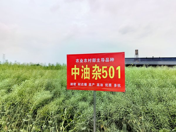 最新股票配资平台 “迟播双密双高”技术破解粮油争地难题